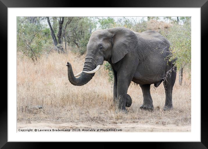 Bull Elephant Framed Mounted Print by Lawrence Bredenkamp