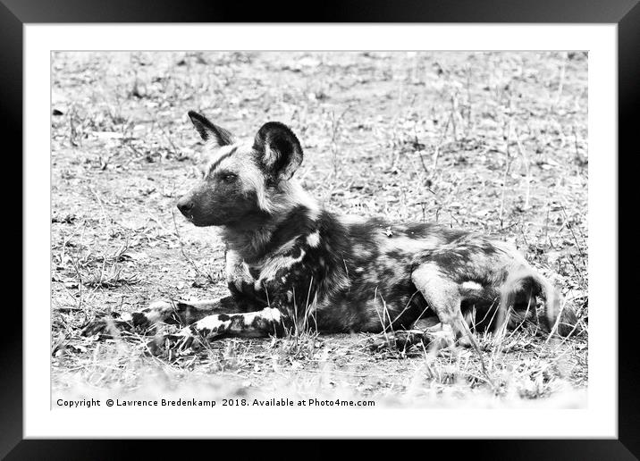 African Wild Dog Framed Mounted Print by Lawrence Bredenkamp