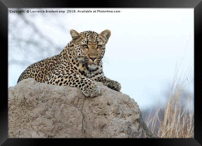 Leopard on an Anthill Framed Print by Lawrence Bredenkamp