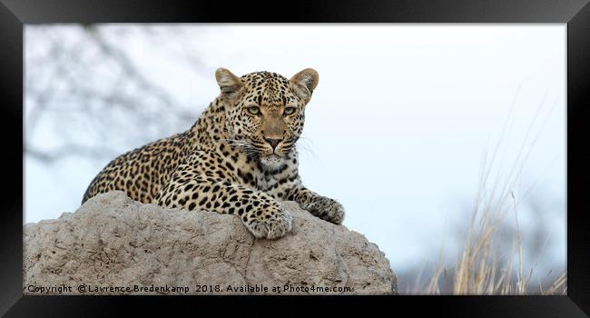 Leopard on Anthill Framed Print by Lawrence Bredenkamp