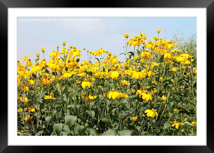 Bright & Yellow Framed Mounted Print by Amy Brooks