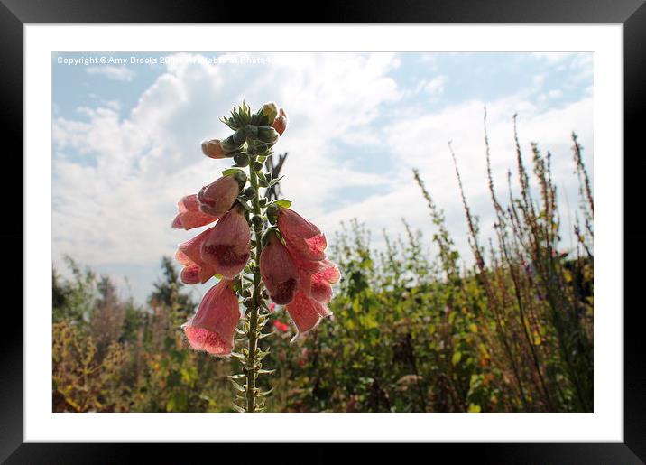  Pink Foxgloves  Framed Mounted Print by Amy Brooks