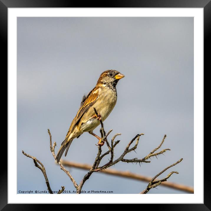 House Sparrow Framed Mounted Print by Lynda Simpson