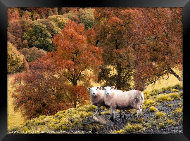 A group of sheep standing on top of a lush green field with Autumn colours Framed Print by Lynda Simpson