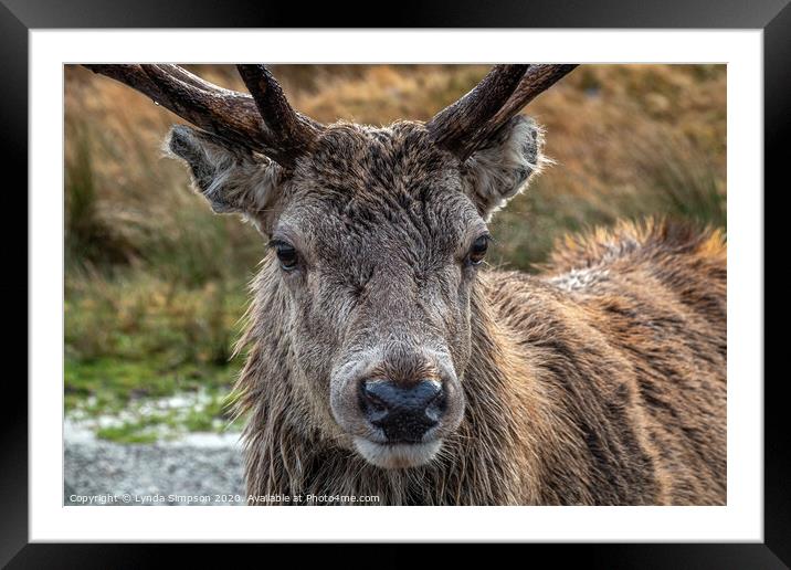 The Magnificent Stag Framed Mounted Print by Lynda Simpson