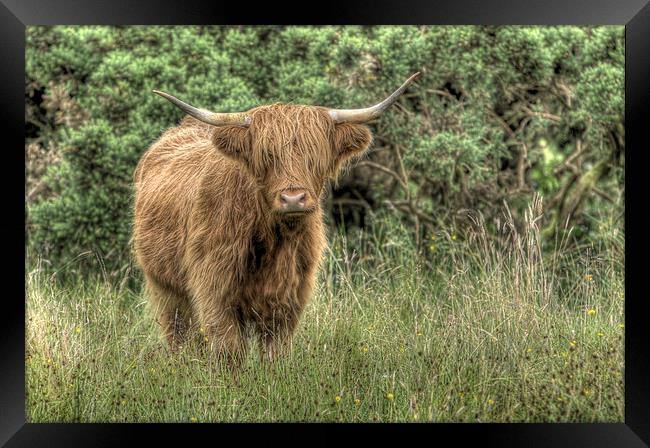 Highland Coo Framed Print by Alexander Roscow