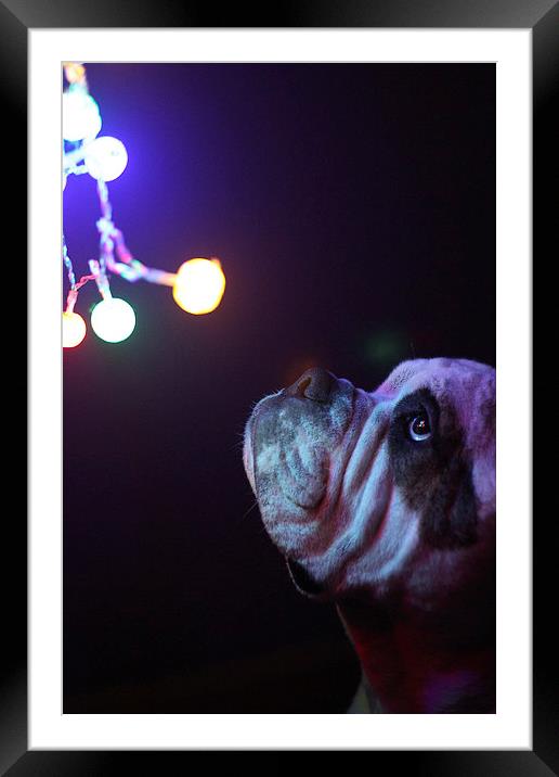  Dog with Christmas lights Framed Mounted Print by Alexander Roscow