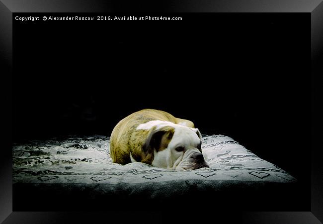 Sleeping Dog Framed Print by Alexander Roscow