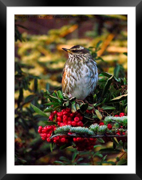  Redwing and Red Berries Framed Mounted Print by Andrew Wright