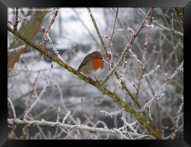 A Frosty Robin  Framed Print by Andrew Wright