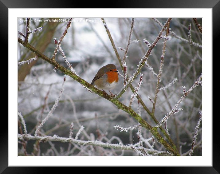 A Frosty Robin  Framed Mounted Print by Andrew Wright