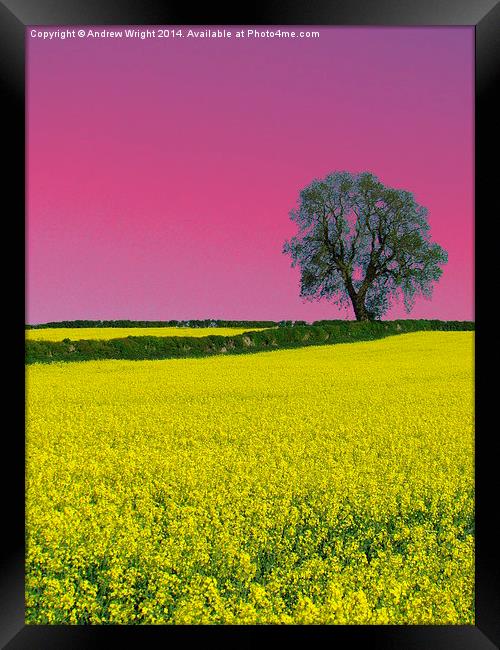 Portrait Of An Oak Tree ( Pink Version ) Framed Print by Andrew Wright
