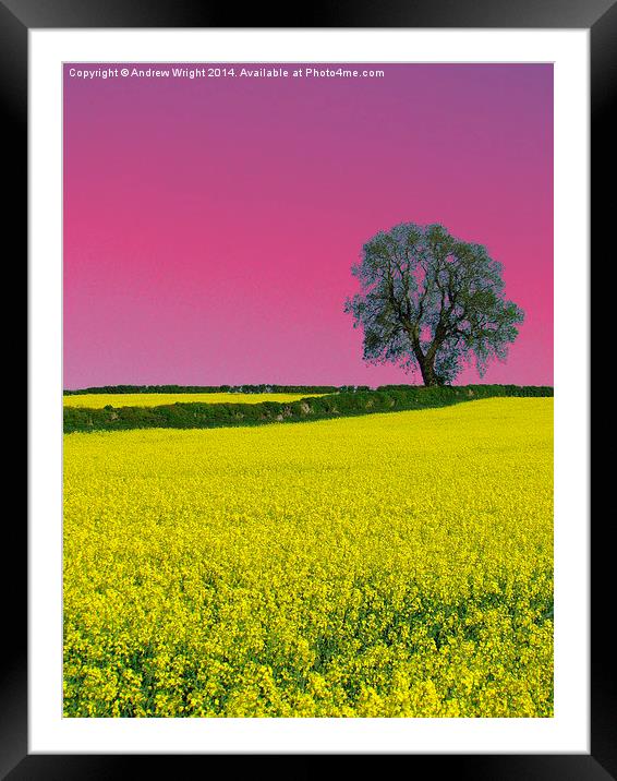 Portrait Of An Oak Tree ( Pink Version ) Framed Mounted Print by Andrew Wright