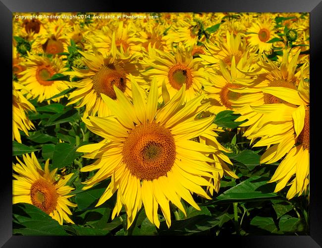  Sunflower Infinity Framed Print by Andrew Wright