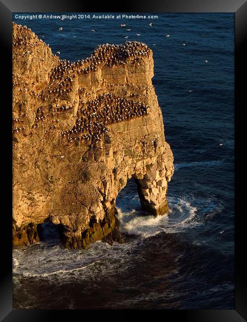  Rock Arch, Bempton Cliffs, Yorkshire Framed Print by Andrew Wright