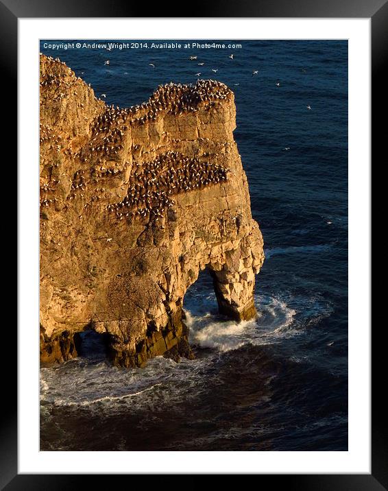  Rock Arch, Bempton Cliffs, Yorkshire Framed Mounted Print by Andrew Wright