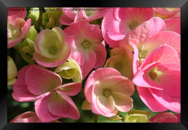  Pink Flowers  Framed Print by cerrie-jayne edmonds