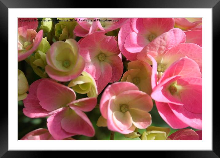  Pink Flowers  Framed Mounted Print by cerrie-jayne edmonds
