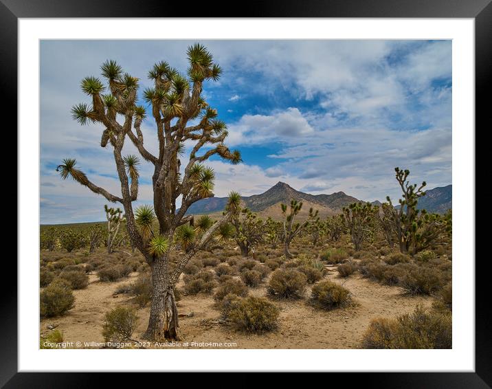 The Joshua tree view Framed Mounted Print by William Duggan
