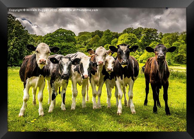 The  Darbyshire Calves  Framed Print by William Duggan