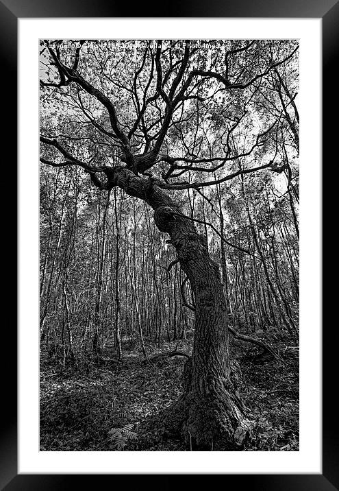  Tortured Tree Framed Mounted Print by Chris Mann