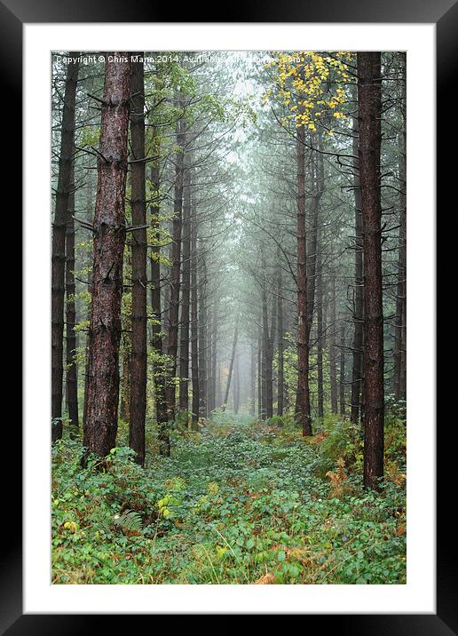  If a tree falls in the forest Framed Mounted Print by Chris Mann