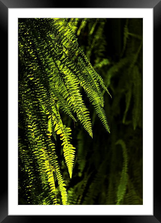  Backlit ferns Framed Mounted Print by Chris Mann