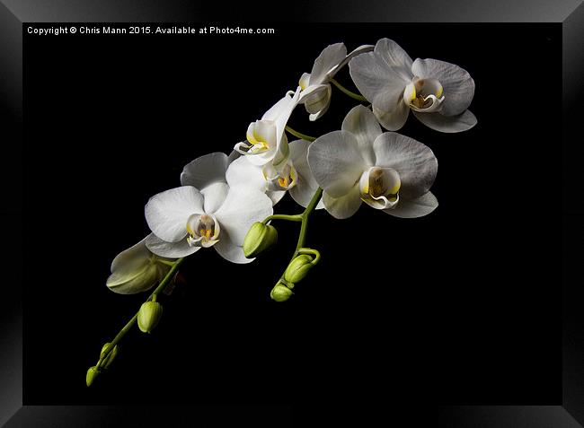  White Orchid Framed Print by Chris Mann
