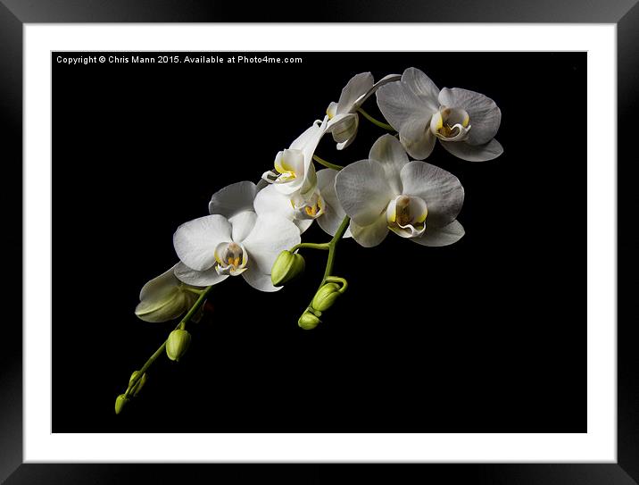  White Orchid Framed Mounted Print by Chris Mann