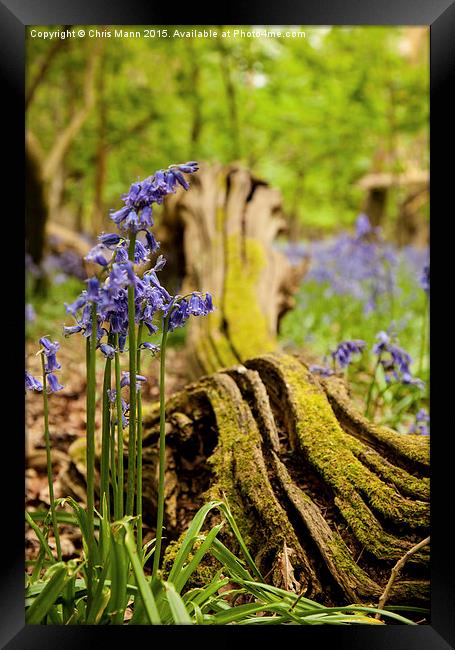  Rutland Bluebells Framed Print by Chris Mann