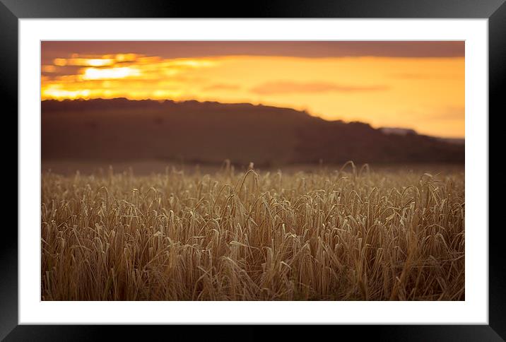  Wheat fields on the north wessex downs Framed Mounted Print by Gopal Krishnan
