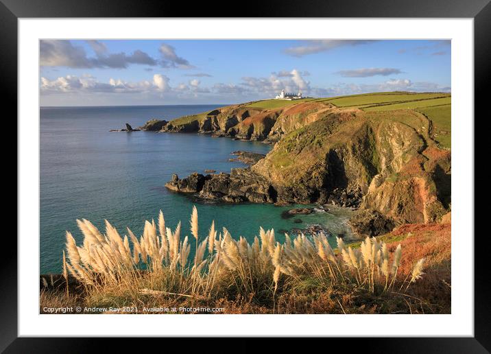 Pampus Grass at Housel Bay Framed Mounted Print by Andrew Ray