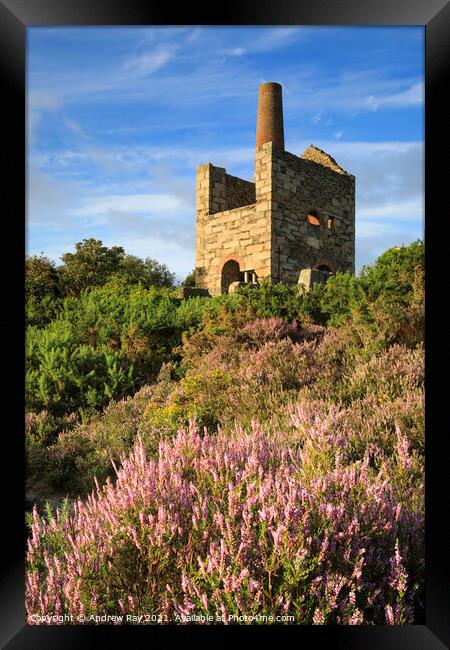 Wheal Peevor Heather  Framed Print by Andrew Ray
