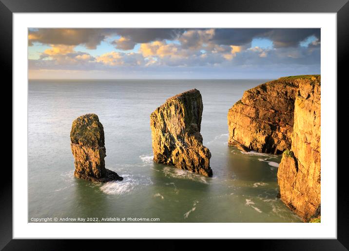 Morning light on Elegug Sea Stacks Framed Mounted Print by Andrew Ray