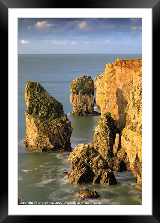 Castlemartin Sea Stacks Framed Mounted Print by Andrew Ray