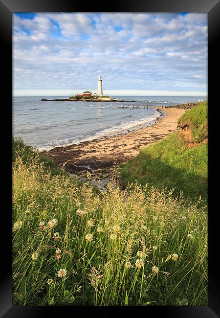 St Marys Lighthouse Framed Print by Andrew Ray