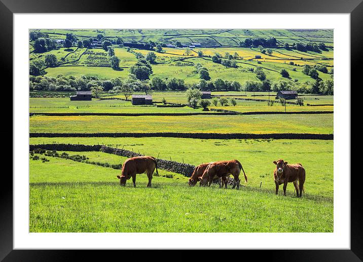 Cows at Raydale Framed Mounted Print by Andrew Ray