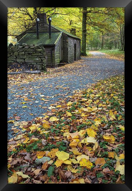 Leaves at Holme Wood Bothy Framed Print by Andrew Ray