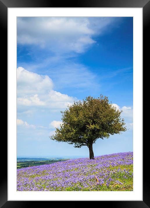 Lone Tree in Bluebells Framed Mounted Print by Andrew Ray