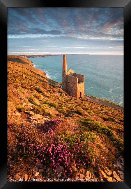 Heather above Wheal Coates Framed Print by Andrew Ray