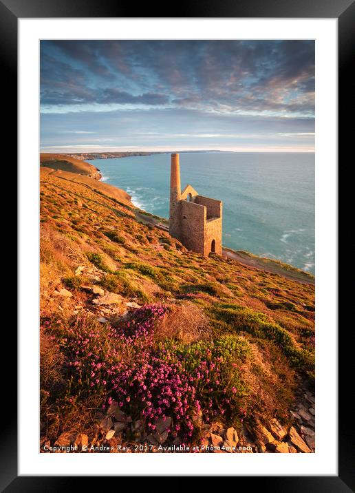 Heather above Wheal Coates Framed Mounted Print by Andrew Ray