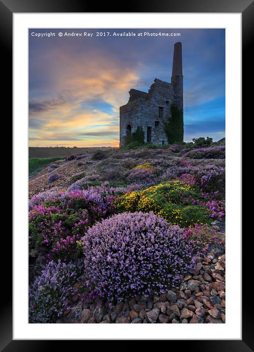 Heather at Sunset (Tywarnhayle) Framed Mounted Print by Andrew Ray