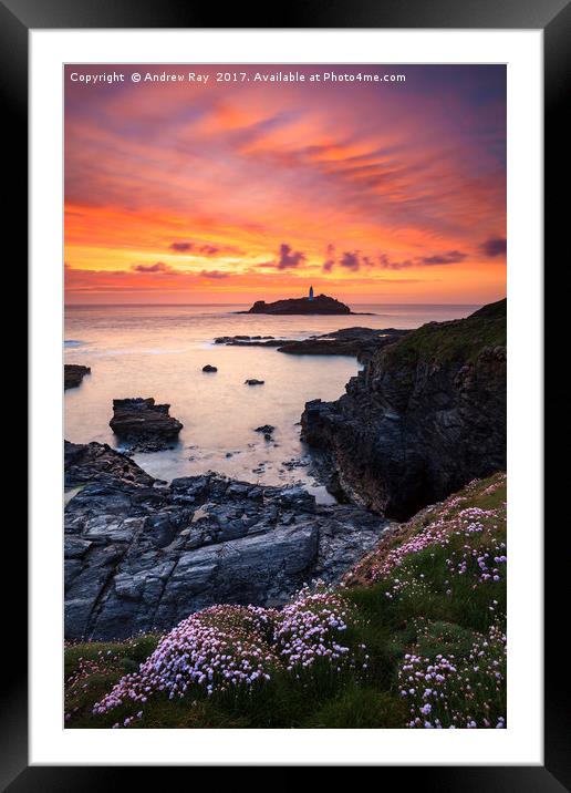 Spring Flowers at Sunset (Godrevy) Framed Mounted Print by Andrew Ray