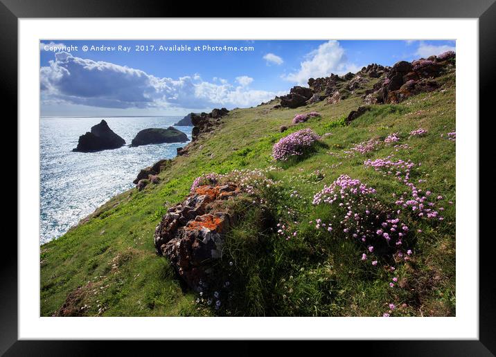 Thrift at Kynance Cove  Framed Mounted Print by Andrew Ray