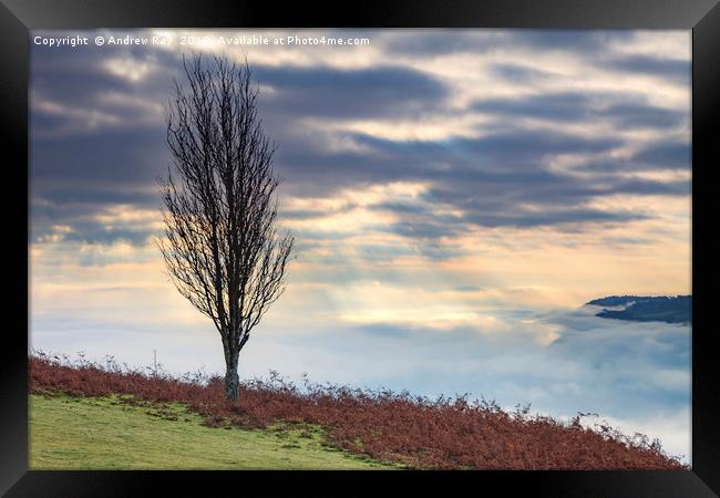 Tree above the Usk Valley Framed Print by Andrew Ray