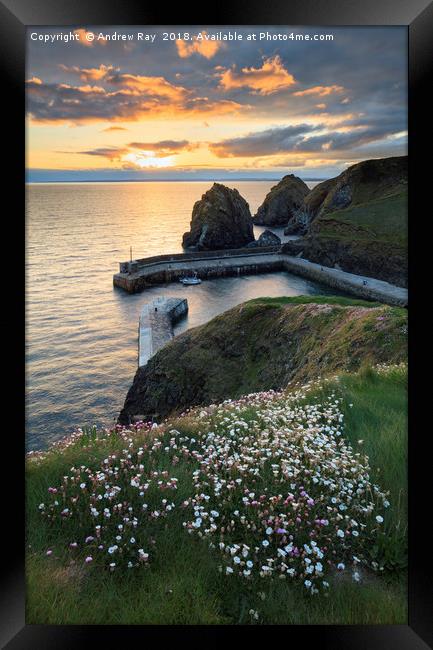 Spring Flowers at Sunset (Mullion Cove). Framed Print by Andrew Ray