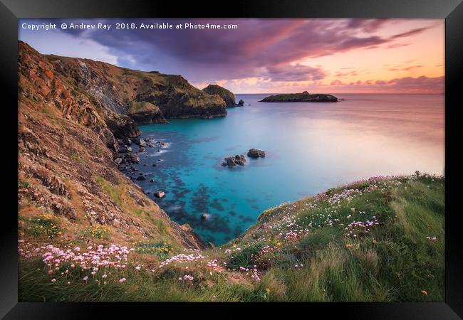 Thrift at Sunset (Mullion Cove) Framed Print by Andrew Ray