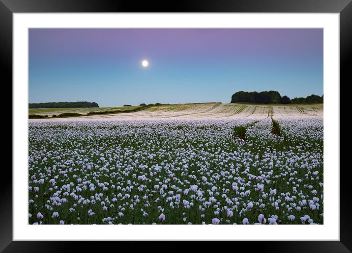 Moon over opium poppy fields Framed Mounted Print by Andrew Ray