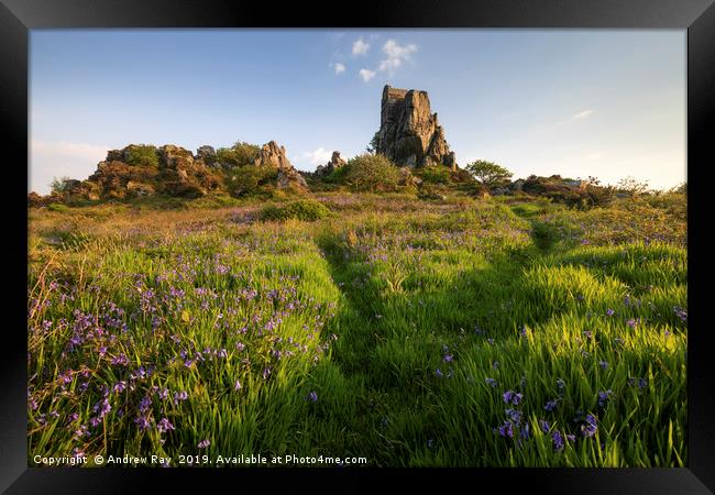 Paths through the Bluebells (Roche Rock Framed Print by Andrew Ray