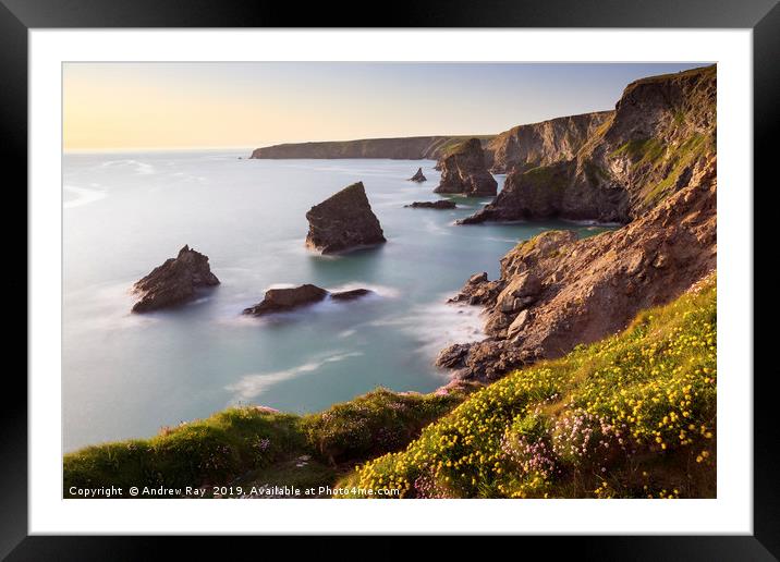Spring flowers and sea stacks (Bedruthan Steps) Framed Mounted Print by Andrew Ray